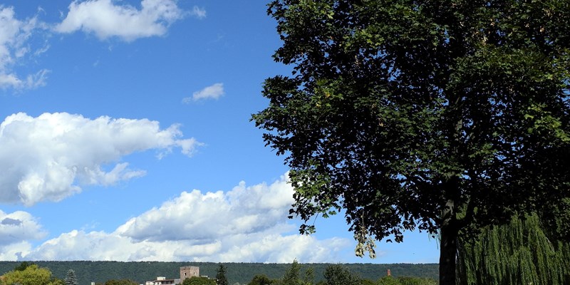 alberi e cielo
